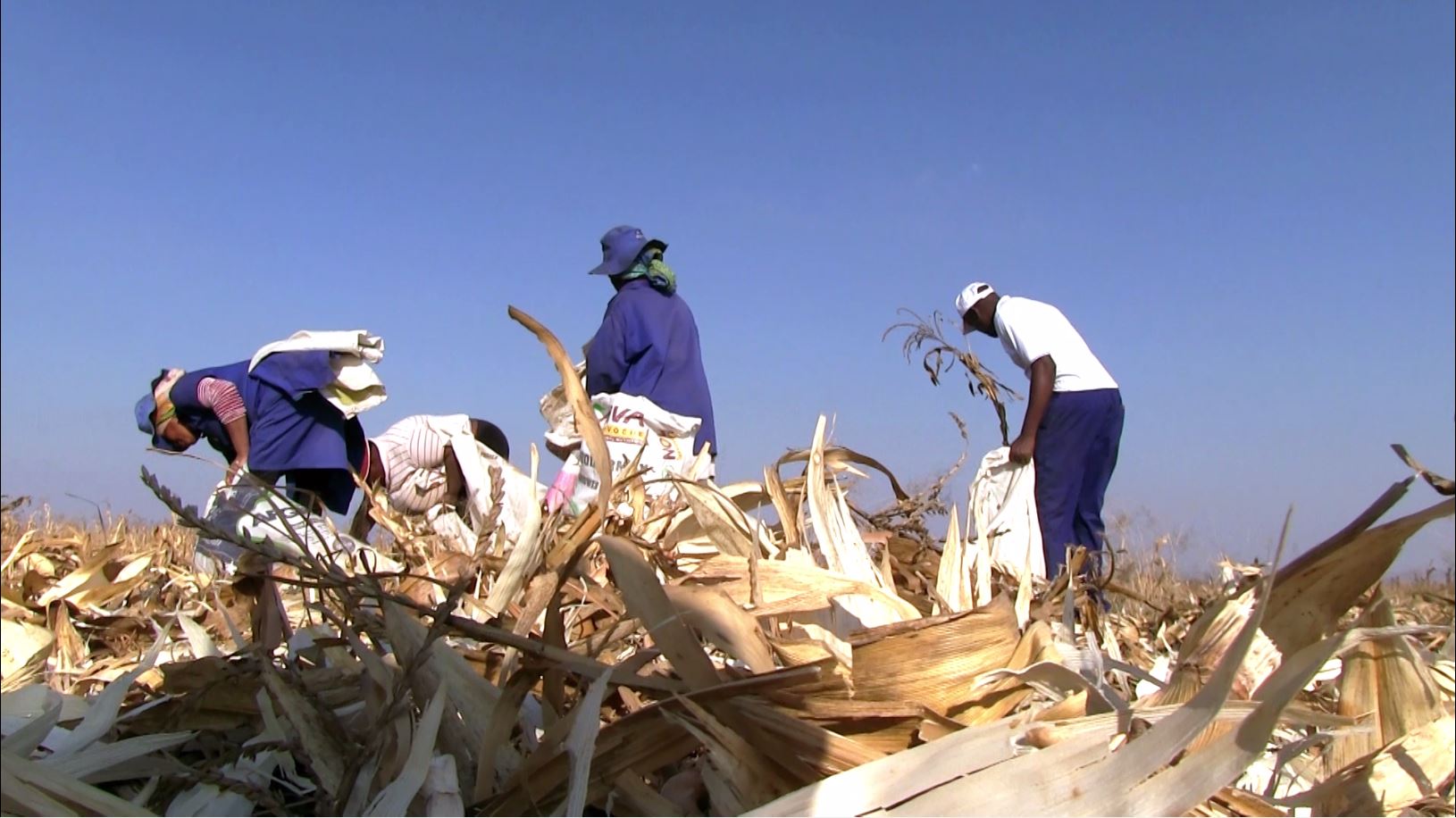 workers harvesting corn