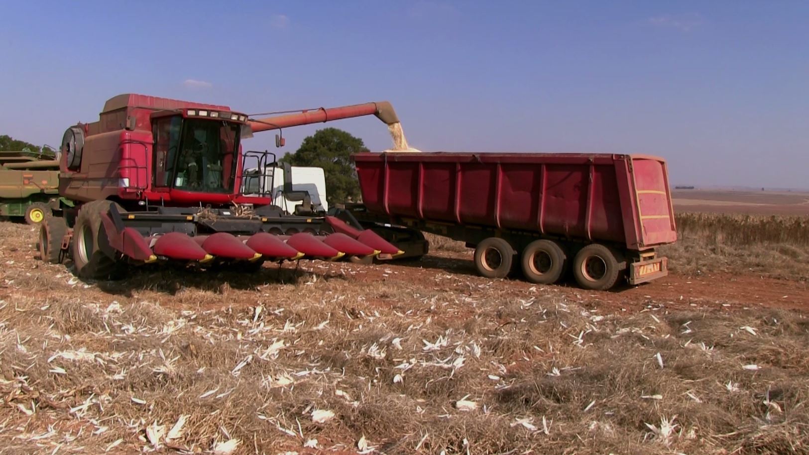 Machine harvesting maize