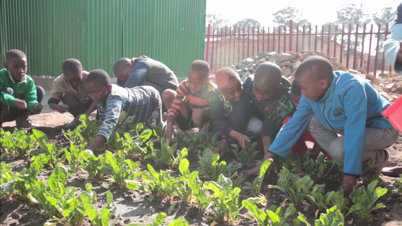 Children in a vegetable garden