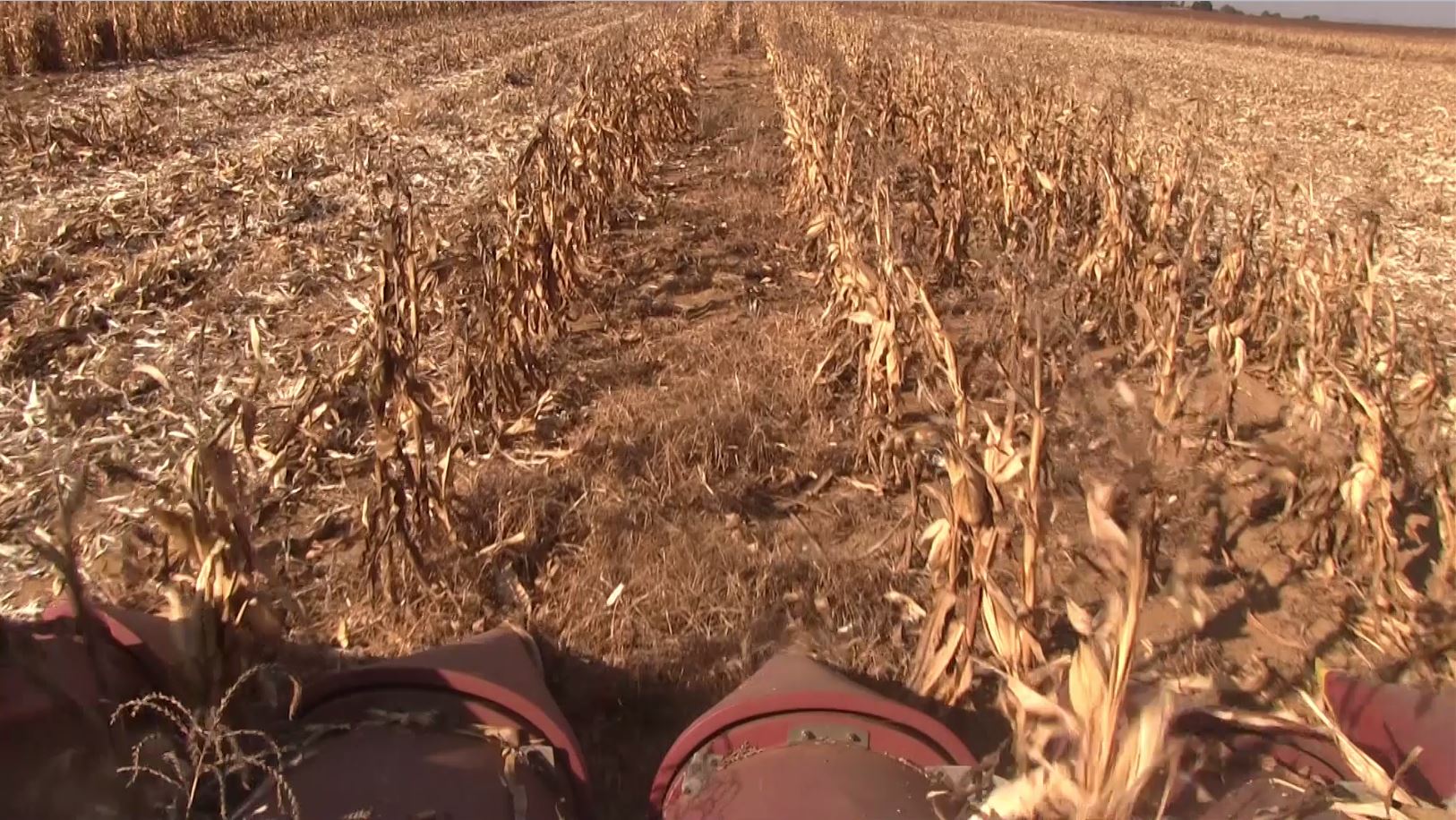 agricultural machine harvesting maize