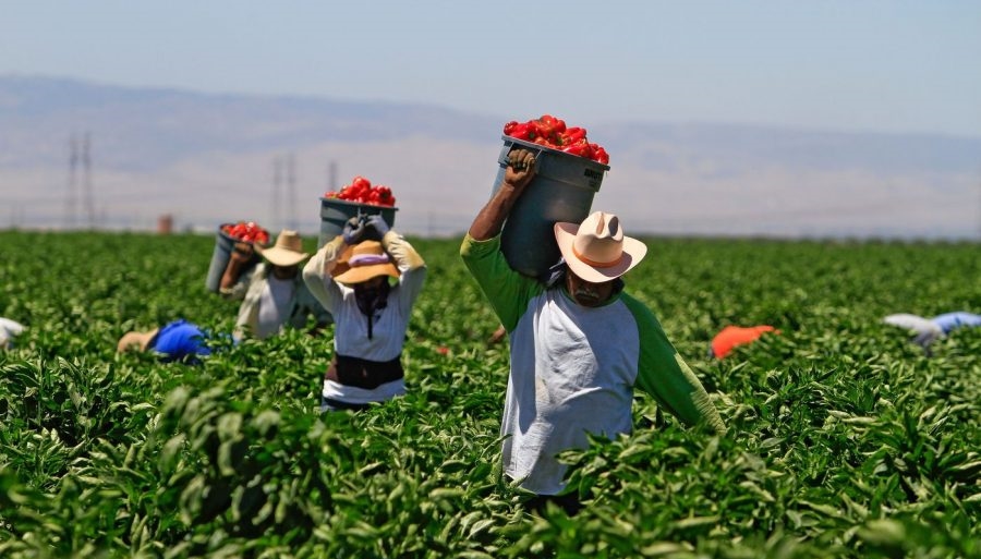 Farm workers in a field